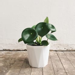 Peperomia Polybotrya